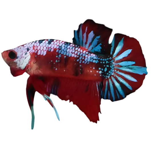 Koi Betta Fighting Fish