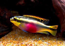 Kribensis