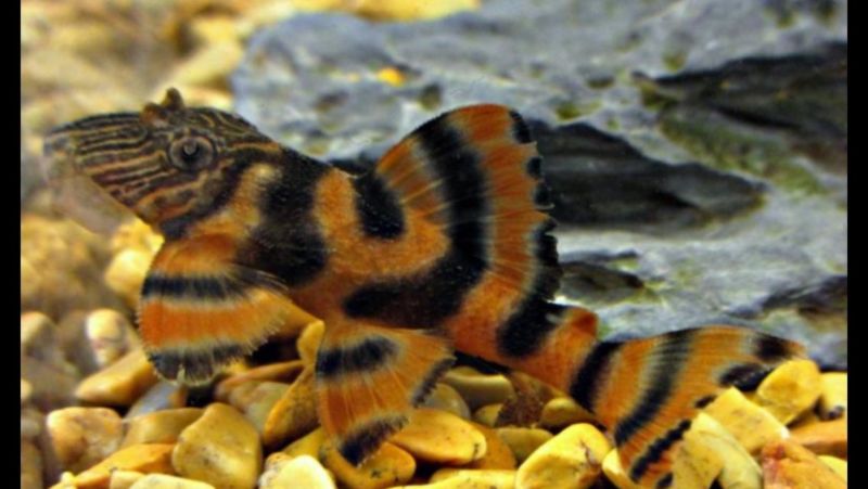 Alenquer Tiger Pleco (L397) - S