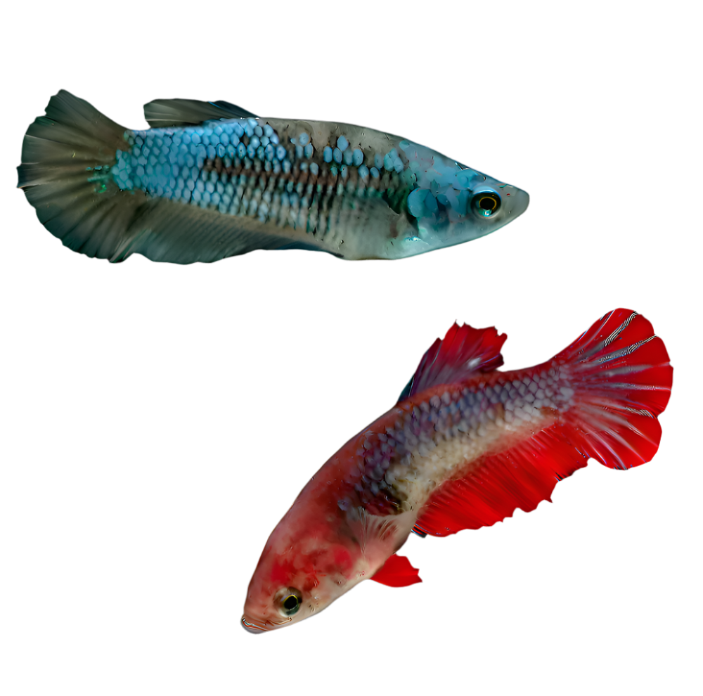 Assorted Female Betta Fighting Fish