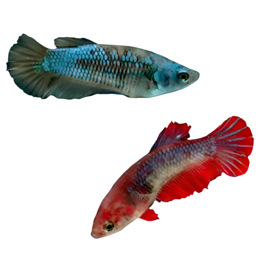 Assorted Female Betta Fighting Fish