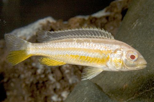 Albino Melanochromis Auratus