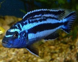 Melanochromis Maingano