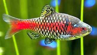 Odessa Barb