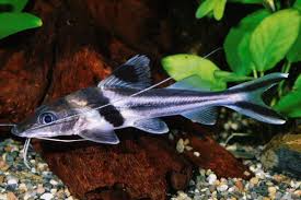 Pimelodus Ornatus Catfish