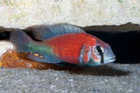 Ptyo. Hippo Point Salmon