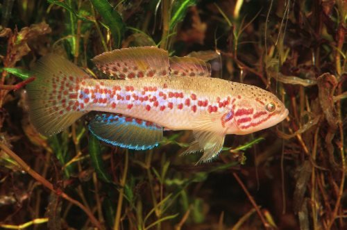 Purple Spotted Gudgeon - Small