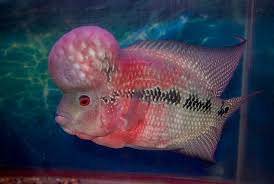 King Pearl Flowerhorn - Large