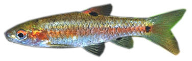 Red Side Two-Spot Barb
