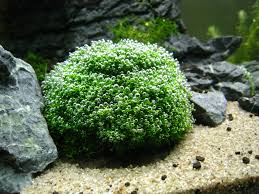 Java Moss Container
