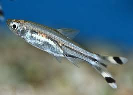 Espei Rasbora