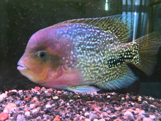 Synspilum Cichlid - Small