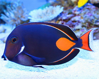 Achilles Tang image 0