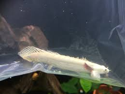 Rare Fish image 1