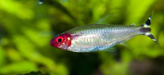 Rummynose Tetra image 0