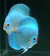 Discus - Cobalt Blue - Small image 0