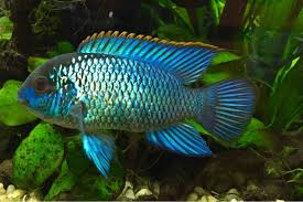 Neon Blue Acara Cichlid image 0