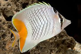 Pearlscale Butterflyfish image 0