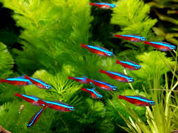 Cardinal Tetra image 0