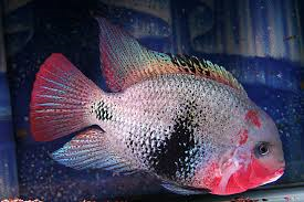 Black Belt Cichlid image 0