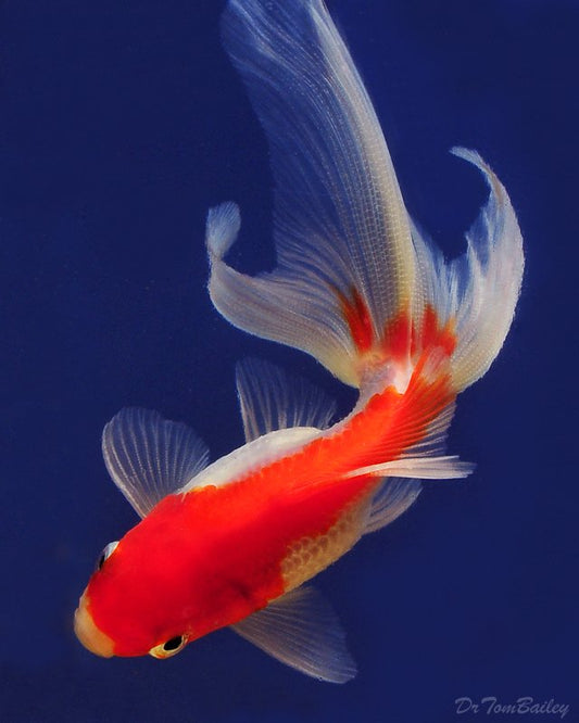 Fantail (XL)