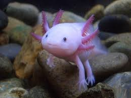 Assorted Axolotl - Large