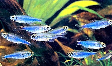 Cochus Blue Tetra image 0