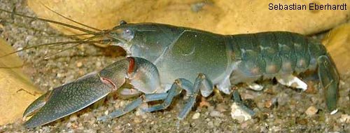 Feeder Yabbies image 0