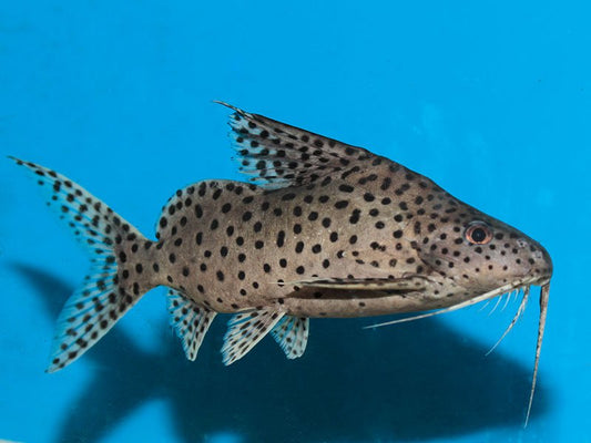 Large Synodontis (Featherfin Catfish) image 0