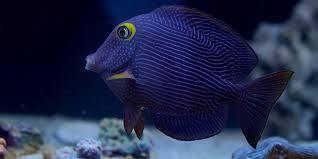 Yellow Eye Tang image 0