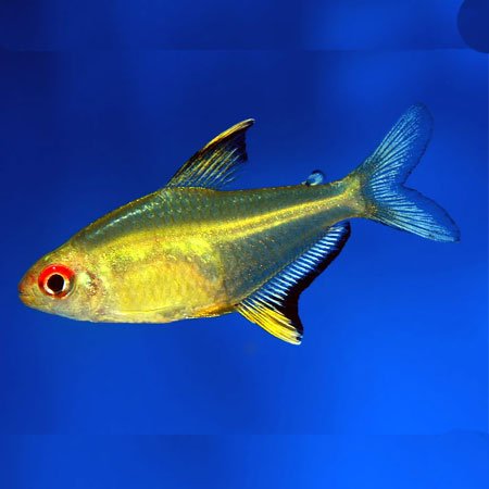 Lemon Tetra image 0