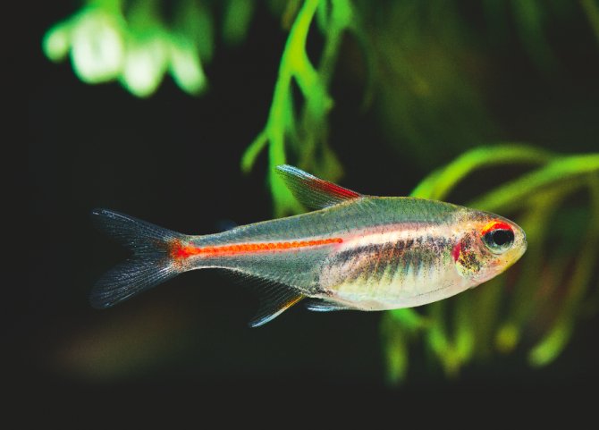 Glowlight Tetra image 0