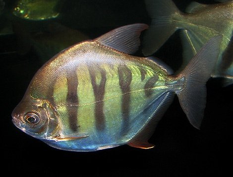 Metynnis Fasciatus - Striped Silver Dollar image 0