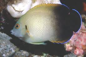 Pearlscale Angelfish image 0