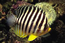 Multibarred Angelfish image 0