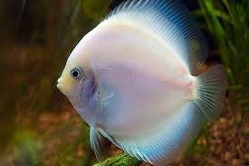 Discus - Snow White - Medium image 0