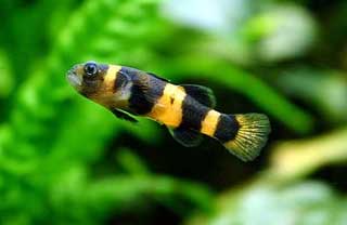 Bumble Bee Goby image 0