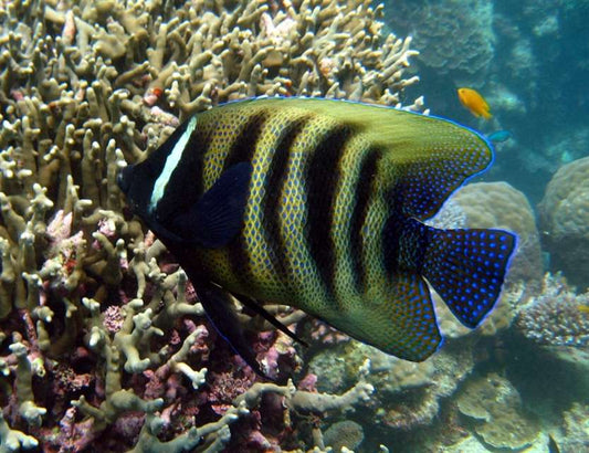 6 Bar Angelfish image 0