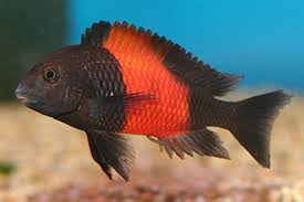 Tropheus - Bemba Red image 0