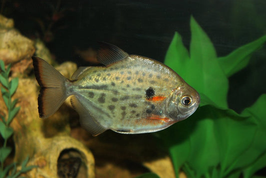 Spotted Silver Dollar - Small