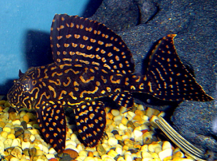 Gold Spot Pleco image 0