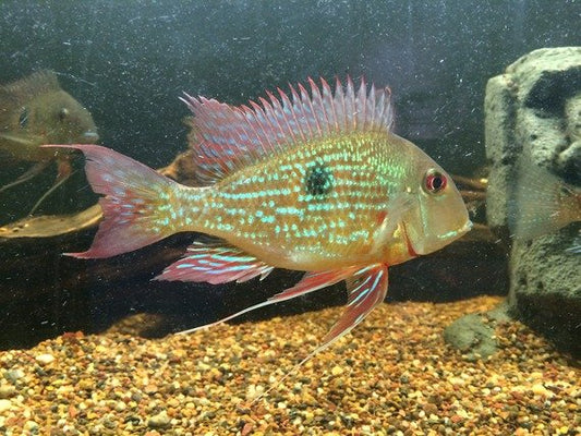 Horseface Cichlid image 0