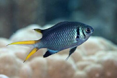 Double Bar Chromis image 0