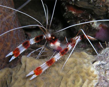 Coral Banded Shrimp image 0