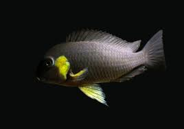 Tropheus Canary Cheek