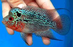 Flowerhorn Cichlid - Assorted (in store only) image 0