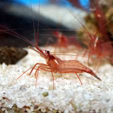 Peppermint Shrimp image 0