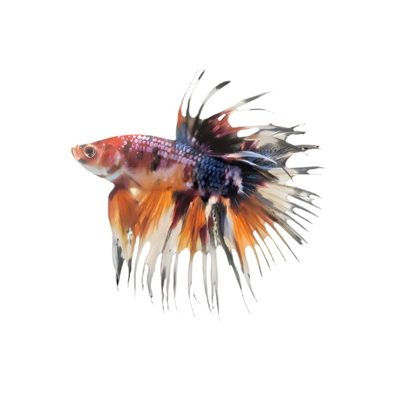 Mustard Gas Crowntail Betta Fighting Fish