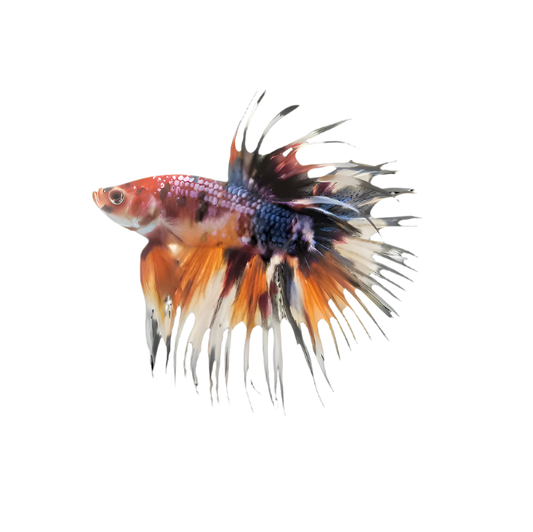 Mustard Gas Crowntail Betta Fighting Fish