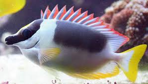 Magnificent Rabbitfish image 0